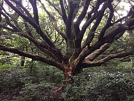 签证树,木材,济州