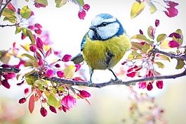 彈簧鳥,鳥,春