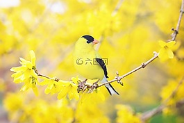 彈簧鳥,鳥,春