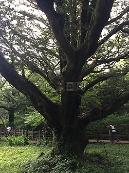 签证树,木材,济州