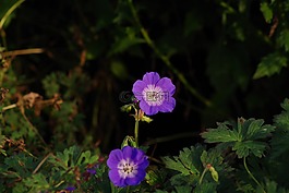 花卉,紫色的小花,紫