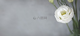 洋桔梗,花,開花