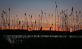 湖,日落,水
