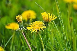 蒲公英,花,開花