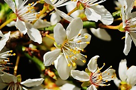 春天,開花,盛開