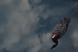 天鵝,反思,水