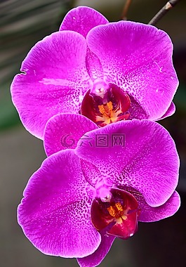 花,蝴蝶蘭科,紫色