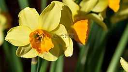 水仙,花,開花