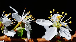 春天,開花,盛開
