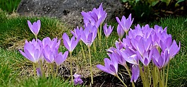 鮮花,紫羅蘭,花園