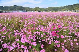 宇宙,字段,秋季