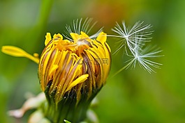 蒲公英,花,開花