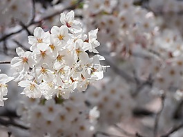 櫻桃,鮮花,日本