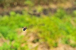 蜜蜂,飛,春天