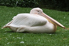 佩利坎,動物園,大