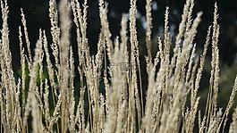 草,植物,自然