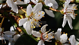 春天,開花,盛開