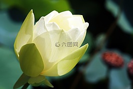 蓮花,風(fēng)箏,鮮花