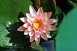風(fēng)箏,蓮花,水百合