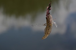 捕魚,魚,水