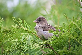 麻雀,鳥(niǎo),樹(shù)