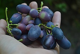 葡萄,食品,手