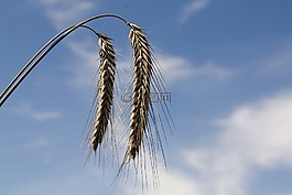 谷物,糧食,穗