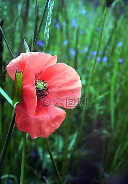 罌粟,早上,花瓣