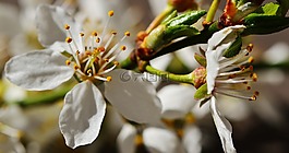 春天,開花,盛開