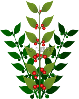 漿果,枝杈,花的
