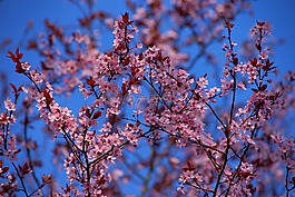 蘋果樹,蘋果樹花,鮮花