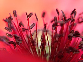 罌粟,花,紅色