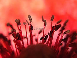 罌粟,花,紅色