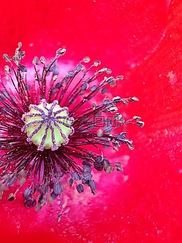 罌粟,花,紅色