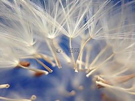蒲公英,花,光