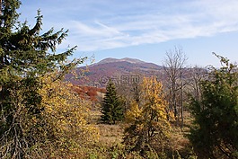 性質(zhì),景觀,樹