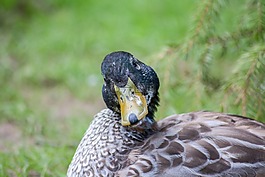 鴨,鳥,視圖