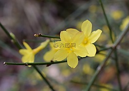 迎春花,花,裝飾