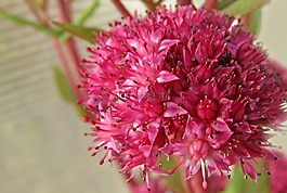 花卉,夏季,紫色