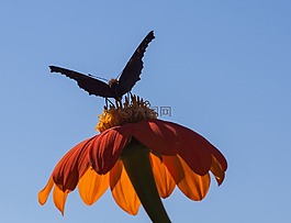 墨西哥向日葵,花,夏季