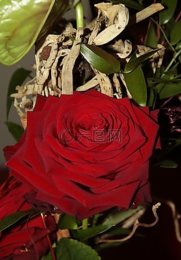 玫瑰,開花,花