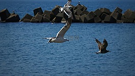 動(dòng)物,海,海灘