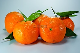 柑橘,橘子,柑橘類水果