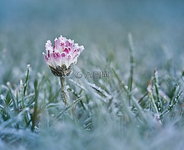 雛菊,弗羅斯特,冷
