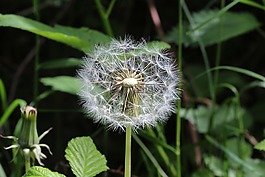 蒲公英,白,綠色