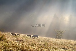 早晨,光,馬