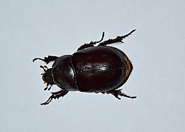 甲殼蟲,甲蟲,宏