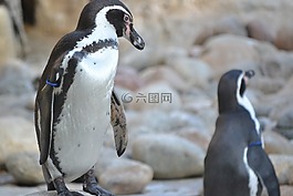 企鵝,鳥,動物園