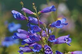 花,紫色,紫色花