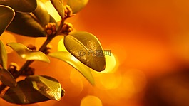 性質(zhì),植物,葉子